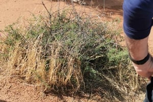 Windhoek : Cheetah walk Experience