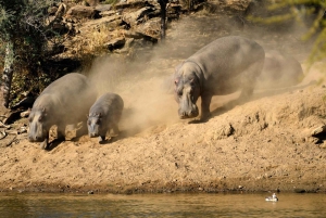 Windhoek: Dustenbrook Scenic Game Drive