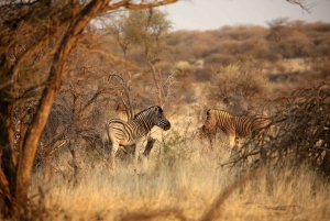 Windhoek: Dustenbrook Scenic Game Drive