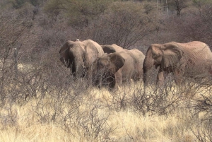 Windhoek: Elephant Tracking Tour with Hotel Pickup