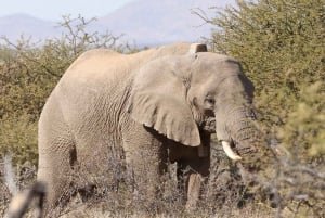 Windhoek: Elephant Tracking Tour with Hotel Pickup