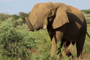 Windhoek: Elephant Tracking Tour with Hotel Pickup