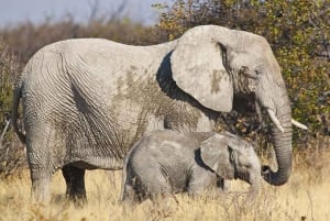 Windhoek: Elephant Tracking Tour with Hotel Pickup