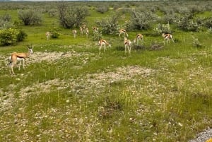 Windhoek: Etosha National Park 3-Day Safari Tour