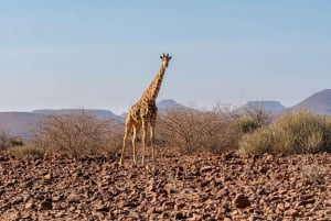 Windhoek: Etosha National Park and Swakopmund Tour