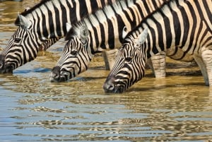 Windhoek: Etosha National Park and Swakopmund Tour