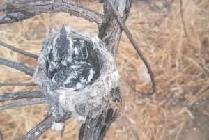 Windhoek: Mountain Hike with Hotel Pickup and Lunch