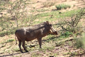 Windhoek: Namibia 12-Day Self-Drive Tour with Lodging