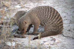 Windhoek: Namibia 12-Day Self-Drive Tour with Lodging