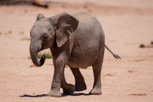 Windhoek: Namibia 12-Day Self-Drive Tour with Lodging