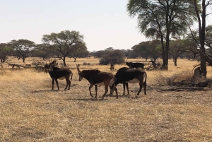 Windhoek: Okapuka Game Ranch Guided Tour