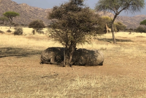 Windhoek: Okapuka Game Ranch Guided Tour