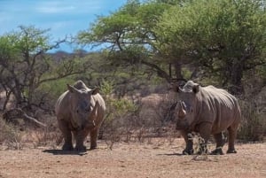 Windhoek: Rhino Tracking Tour with Hotel Pickup