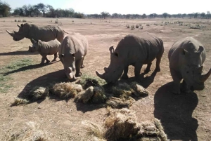 Windhoek: Rhino Tracking Tour with Hotel Pickup