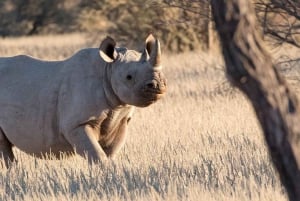 Windhoek: Rhino Tracking Tour with Hotel Pickup