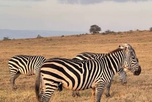 Windhoek To Etosha National Park: 3 Day Safari