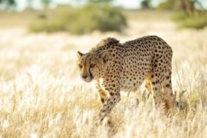 Zannier Game Drive with Hotel Pickup