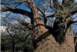 Baobab Trees