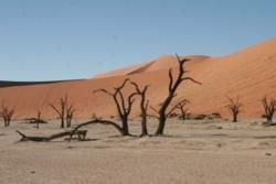 Dead Vlei