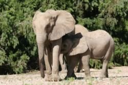 Desert Dwelling Elephant