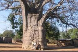 Ombulantu Giant Baobabs