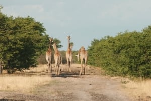 All the tall single ladies