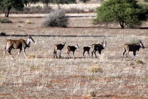 Auob Lodge Excurtion Eland