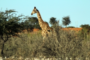 Auob Lodge Excurtion Girafee