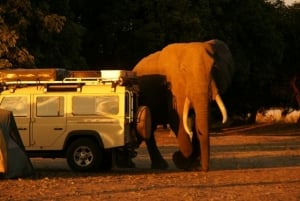 Camp visitor, Mondjila Safaris