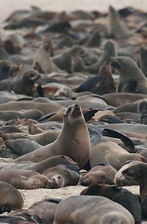 Cape Fur Seal Colony