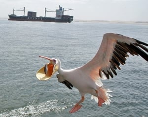 Catamarna Carter's bird