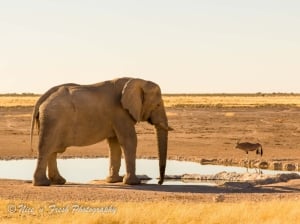 Elephant at Waterhole