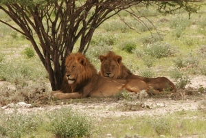 Finding shade in Etosha mid-day heat