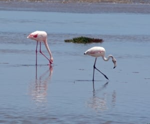 Flamingos