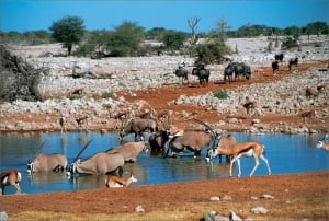 Game at Etosha waterhole