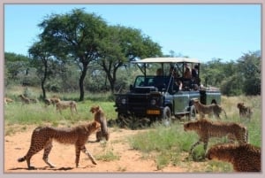 Game drive at Harnas