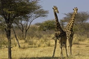 Girafees at Otjibamba