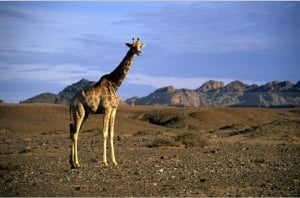 Giraffe in Damaraland