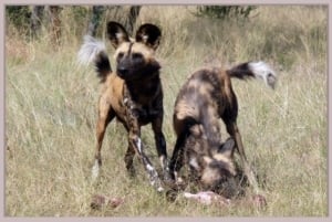 Harnas wild dogs