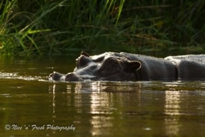 Hippo in the Okavango