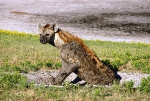 Hyeena, Mondjila Safaris