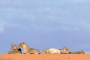 Kalahari Lions