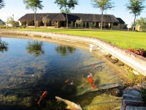 Lapa Lange's Qoi Fish pond