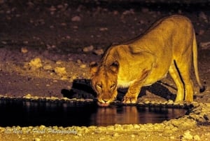 Lion at Waterhole