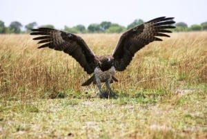 Marschall Eagle. Mondjila Safaris