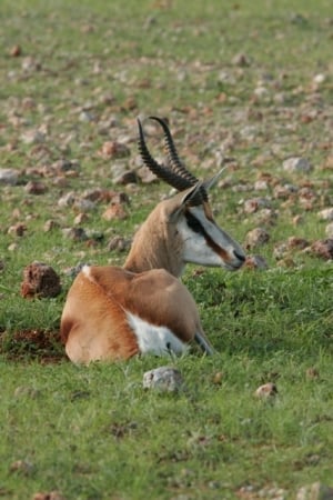 Peacefull Springbok