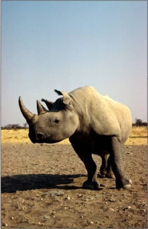 White Rhino