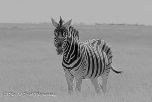 Zebra 