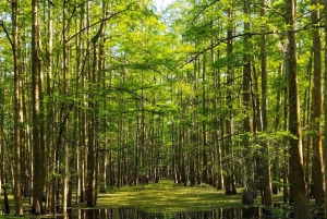2-stündige Eco-Swamp Tour