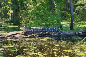 2-stündige Eco-Swamp Tour